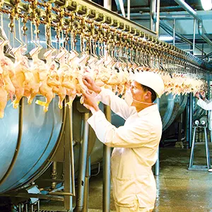 hombre trabajando planta de faena de avícolas del oeste