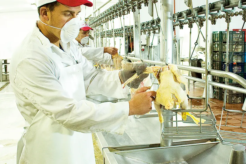 hombre trabajando planta de faena de avícolas del oeste