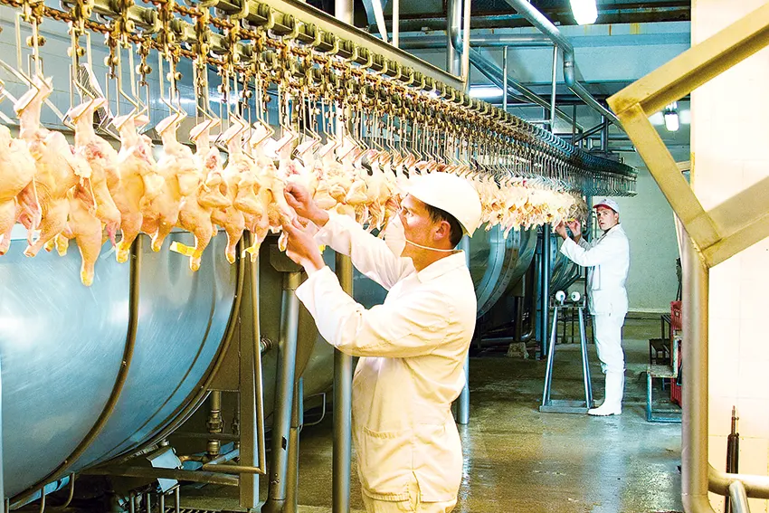 hombre trabajando planta de faena de avícolas del oeste